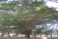 Ailanthus altissima